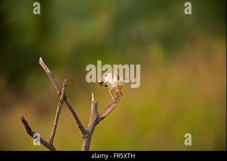 Pekanbaru, Indonésie. Mar 19, 2016. Cisticolidae juncidis cisticole (oiseau) à Pekanbaru, dans la province de Riau en Indonésie. © Adi Sudarto Riau/Images/Pacific Press/Alamy Live News Banque D'Images