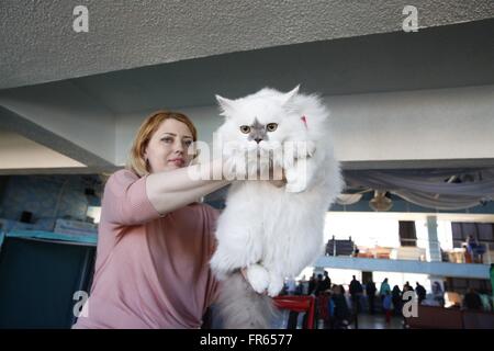 Bichkek, Kirghizistan. Mar 22, 2016. Un chat s'affiche à l'exposition féline internationale à Bichkek, Kirghizistan, le 22 mars 2016. Les amoureux des chats par le Kirghizistan, le Kazakhstan, la Russie et l'Ouzbékistan ont pris part à l'exposition. © Roman/Xinhua/Alamy Live News Banque D'Images