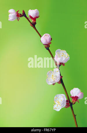 Brunch fleurs de cerisier et de gouttes d'eau Banque D'Images