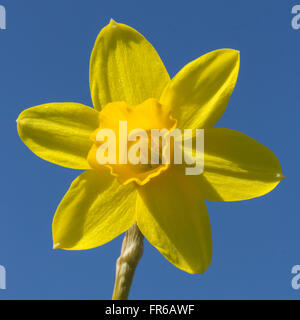 Narcisses nains close up - daffodil Banque D'Images