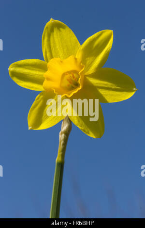 Narcisses nains close up - daffodil Banque D'Images