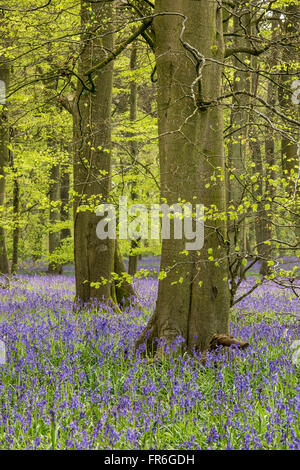 Une scène en bois Bluebell dans l'Oxfordshire Banque D'Images