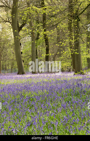 Une scène en bois Bluebell dans l'Oxfordshire Banque D'Images