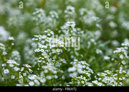 Alyssum de fleurs close up Banque D'Images