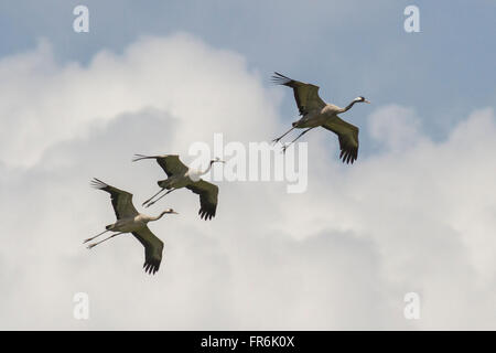 Grue cendrée (Grus grus) à Thol Bird Sanctuary, Mehsana, Gujarat, Inde Banque D'Images