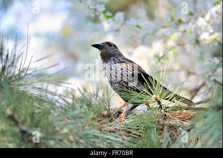 F) Fieldfare (Turdus sur spring brunch arbre Banque D'Images