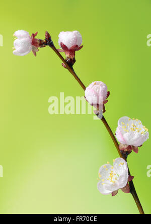 Des arbres fruitiers en fleurs macro brunch dans le printemps ! Banque D'Images