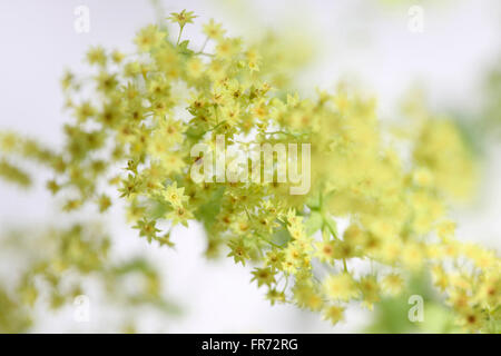 Alchemilla mollis 'robustica' communément appelée alchémille - un remède à base de Jane Ann Butler Photography JABP1423 Banque D'Images