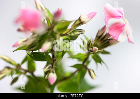 Bonbon rose phlox à rayures - tige fleurs langage des fleurs 'nos âmes sont united' Jane Ann Butler Photography JABP1436 Banque D'Images