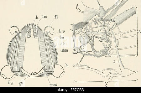 Un texte-livre d'entomologie, y compris l'anatomie, la physiologie, l'embryologie et de métamorphoses d'insectes, pour utilisation dans l'agriculture et des écoles et collèges techniques ainsi que par l'entomologiste de travail Banque D'Images