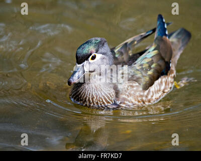 Canard branchu femelle Banque D'Images