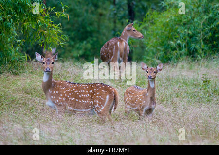 Aussi appelé cerf Chital Cerf tacheté dans Bandhavgarh Parc National de l'Inde Banque D'Images