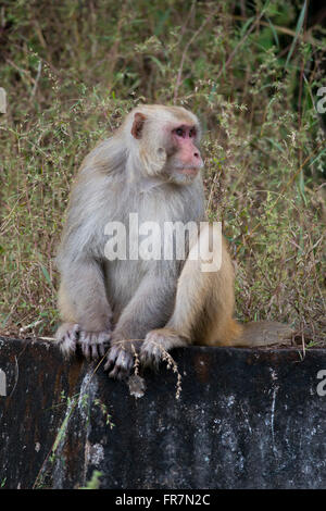 Macaque rhésus dans Bandhavgarh National Park, Inde Banque D'Images