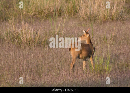 Aussi appelé cerf Barasingha cerf des marais dans Kanha Parc National de l'Inde. Nom scientifique Rucervus duvaucelii Banque D'Images