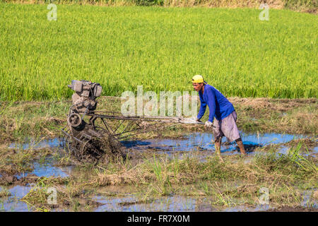 Philippines Leyte Ormoc Préparer les champs de riz de la plantation Adrian Baker Banque D'Images