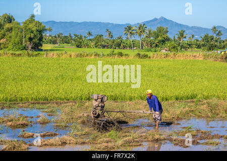 Philippines Leyte Ormoc Préparer les champs de riz de la plantation Adrian Baker Banque D'Images