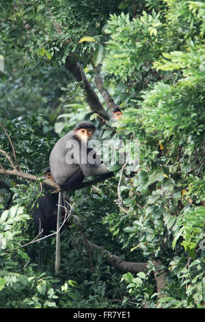 Red-shanked Douc Langur à l'état sauvage, cette espèce est un primate endémique au Vietnam et au Laos Banque D'Images