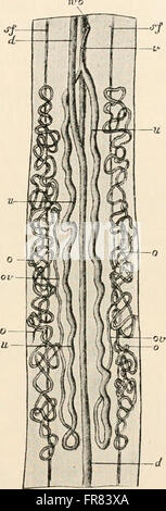 Text-book de l'anatomie comparée (1898) Banque D'Images