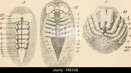 Text-book de l'anatomie comparée (1898) Banque D'Images