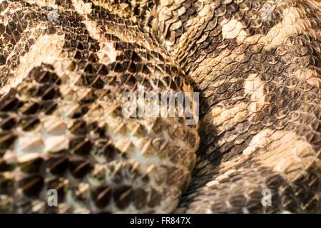 Serpent dans le terrarium - Gaboon viper Banque D'Images