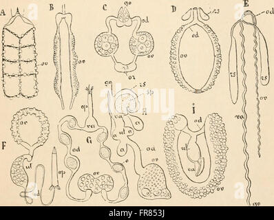 Text-book de l'anatomie comparée (1898) Banque D'Images