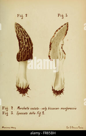 Sui funghi Trattatello popolare (Figs. 2-3) Banque D'Images