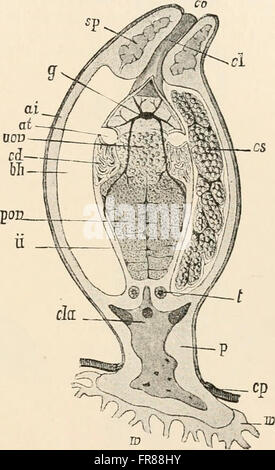 Text-book de l'anatomie comparée (1898) Banque D'Images