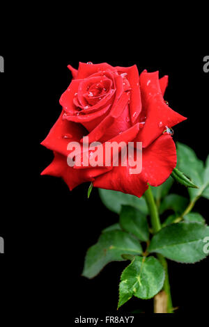 Rose rouge qui a une goutte d'eau sur fond noir Banque D'Images