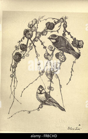 Les oiseaux de Moidart et ailleurs (planche 32)