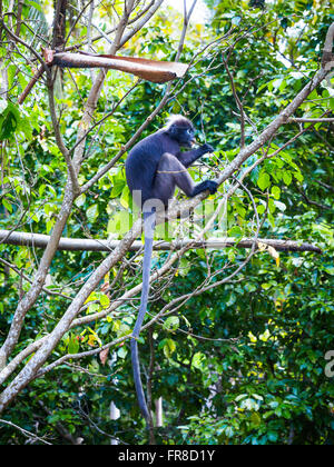 Singe écureuil (feuille sombre obscurus) à se nourrir dans les arbres de la jungle, l'île de Langkawi, Kedah, Malaisie Banque D'Images