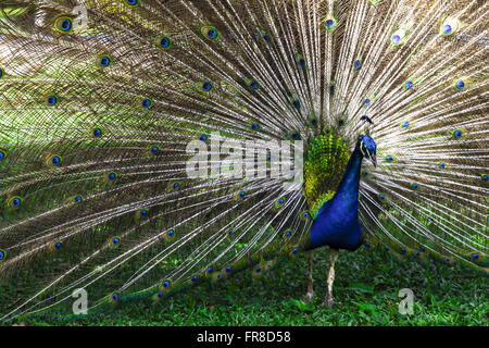 - Pavo cristatus paon Banque D'Images