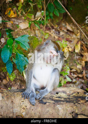 Macaque à longue queue (Macaca fascicularis) sur Langkawi, Kedah, Malaisie, assis sur le sol de la forêt et de se gratter la tête Banque D'Images