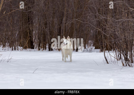 Husky, tournant dans la neige Banque D'Images