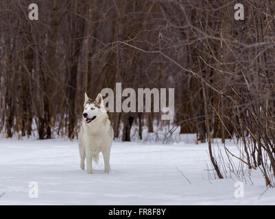 Husky, tournant dans la neige Banque D'Images