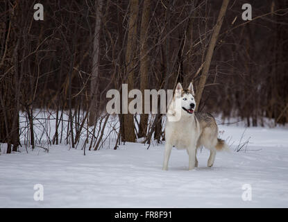 Husky, tournant dans la neige Banque D'Images