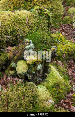 Mélange de mousses et lichens dans les bois de Canol, Ty une réserve naturelle nationale dans la région de Pembrokeshire, Pays de Galles. Banque D'Images