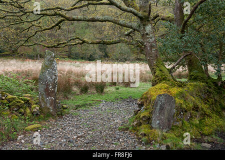 Sentier de la réserve naturelle de Canol dans Pembrokeshire, Pays de Galles. Banque D'Images