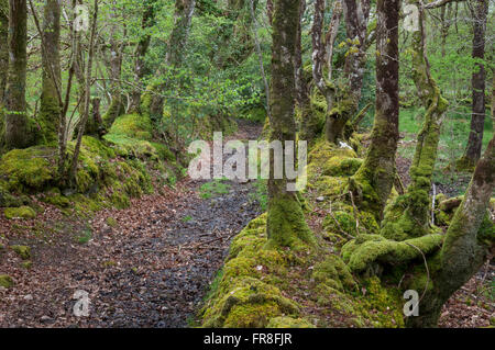 Sentier boueux de la réserve naturelle de Canol dans Pembrokeshire, Pays de Galles. Banque D'Images