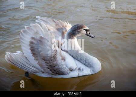 Gros plan sur le plumage d'un jeune cygne muet - cygnus color - sur l'eau, Angleterre, Royaume-Uni Banque D'Images