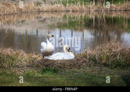 Mute swans nichant, Kennet et Avon Canal, Devozes, Wiltshire, Angleterre, Royaume-Uni Banque D'Images