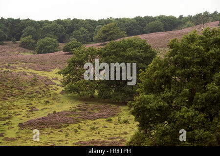 Vue sur une vallée verdoyante dans le parc national de Veluwe, Pays-Bas, de fleurs de bruyère et de vieux chênes. Banque D'Images