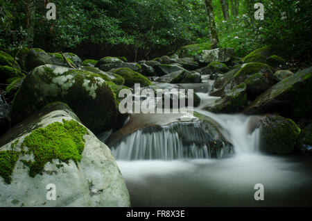 Ruisseau de montagne caché avec une cascade dans une forêt et vert mousse Banque D'Images