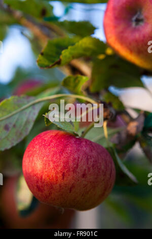 Fiesta red apples, mûr et prêt à prendre sur un arbre dans le Gloucestershire, Royaume-Uni. Banque D'Images