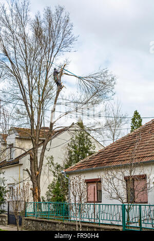 Woodcutter dans le haut de la canopée coupe un arbre pièce par pièce. Banque D'Images