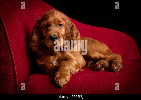 Chien Setter Irlandais rouge / Photos Studio Banque D'Images