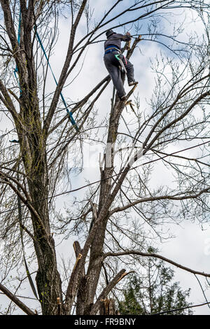 Woodcutter dans le haut de la canopée coupe un arbre pièce par pièce. Banque D'Images