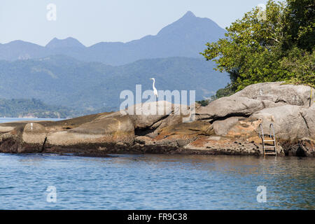 Héron blanc sur les rochers de l'île de Araujo Banque D'Images