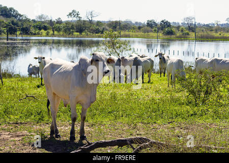 Nelore bovins en pâturage ferme dans le Pantanal Banque D'Images