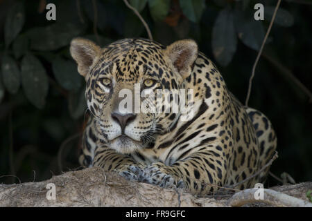 Jaguar femelle reposant sur le bord du Rio Cuiaba Pantanal de Mato Grosso. Banque D'Images