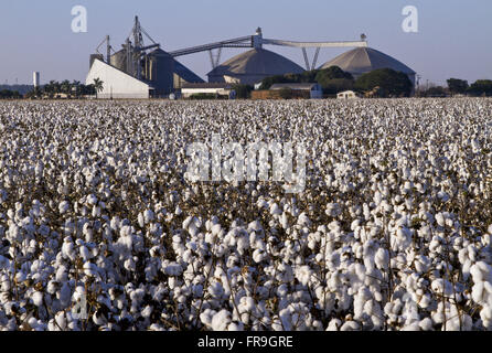 Plantation de coton dans la Chapada dos Parecis Banque D'Images